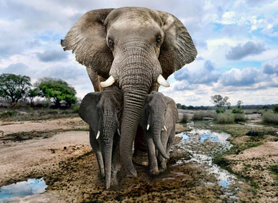 إليكم 8 من أبرز المعلومات عن الأفيال وأسرار حياتها صورة رقم 4