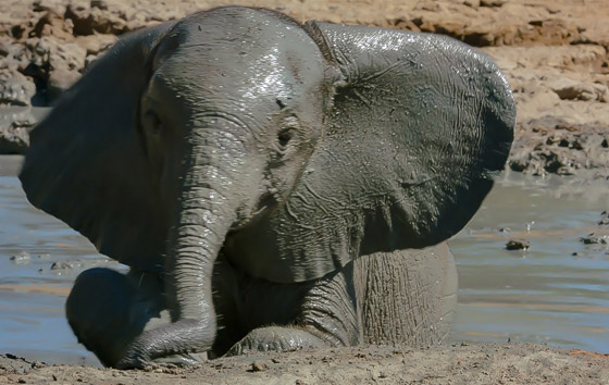 إليكم 8 من أبرز المعلومات عن الأفيال وأسرار حياتها صورة رقم 7