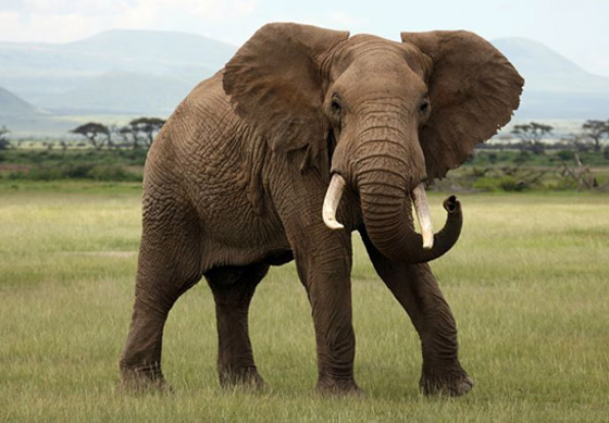 إليكم 8 من أبرز المعلومات عن الأفيال وأسرار حياتها صورة رقم 6