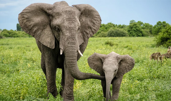 إليكم 8 من أبرز المعلومات عن الأفيال وأسرار حياتها صورة رقم 1