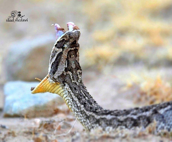 أفعى الكوبرا السامة تنقض على كاميرا مصور سعودي وهذا ما حدث..! صورة رقم 3