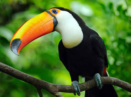 تعرفوا إلى أغلى الحيوانات حول العالم.. إحداهم سعره 16 مليون دولار! صورة رقم 1