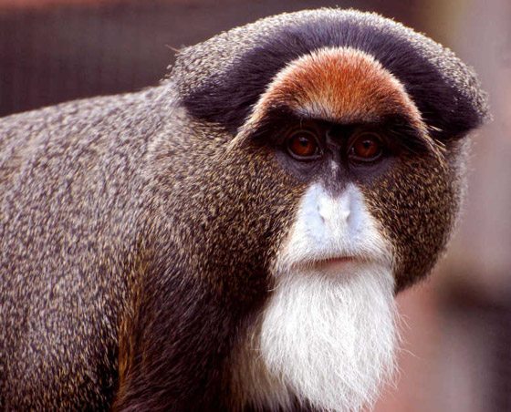 تعرفوا إلى أغلى الحيوانات حول العالم.. إحداهم سعره 16 مليون دولار! صورة رقم 2