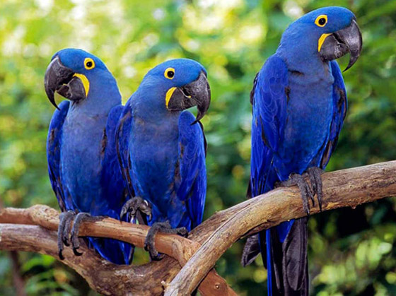 تعرفوا إلى أغلى الحيوانات حول العالم.. إحداهم سعره 16 مليون دولار! صورة رقم 3