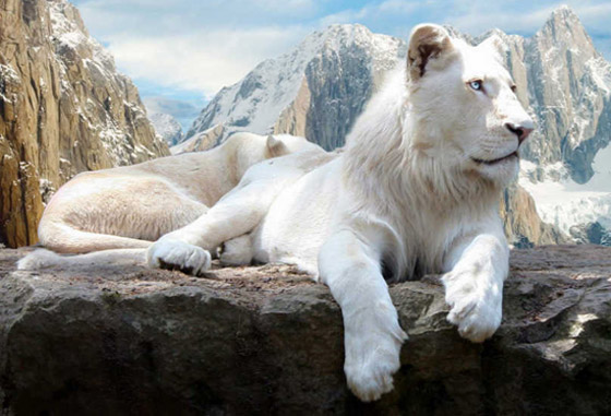 تعرفوا إلى أغلى الحيوانات حول العالم.. إحداهم سعره 16 مليون دولار! صورة رقم 4