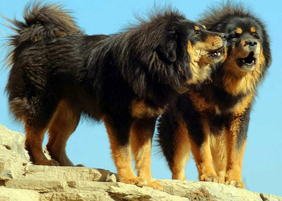 تعرفوا إلى أغلى الحيوانات حول العالم.. إحداهم سعره 16 مليون دولار! صورة رقم 5