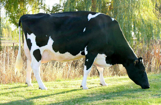 تعرفوا إلى أغلى الحيوانات حول العالم.. إحداهم سعره 16 مليون دولار! صورة رقم 6