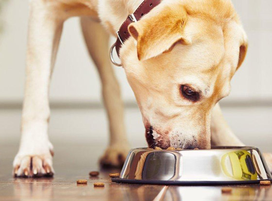 تعرفوا إلى أغرب القوانين في أمريكا.. هل هي فعلا موجودة؟! صورة رقم 7