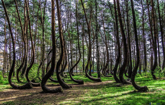 غابة الأشجار الملتوية.. معجزة بولندا التي أدهشت العالم! صور صورة رقم 1