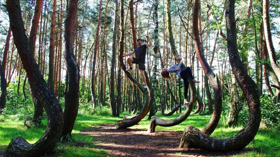 غابة الأشجار الملتوية.. معجزة بولندا التي أدهشت العالم! صور صورة رقم 6