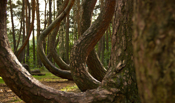 غابة الأشجار الملتوية.. معجزة بولندا التي أدهشت العالم! صور صورة رقم 7