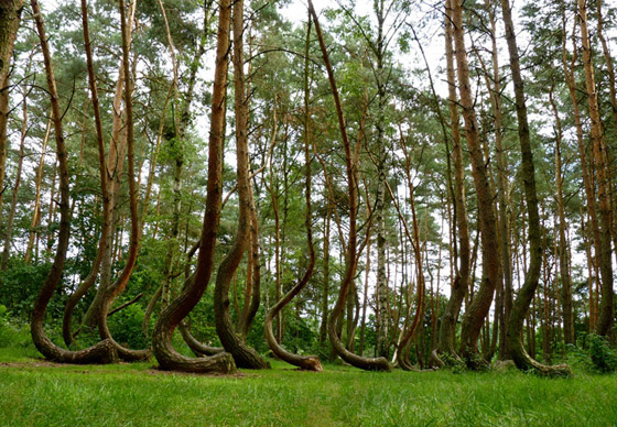 غابة الأشجار الملتوية.. معجزة بولندا التي أدهشت العالم! صور صورة رقم 5