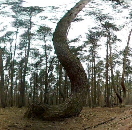 غابة الأشجار الملتوية.. معجزة بولندا التي أدهشت العالم! صور صورة رقم 11