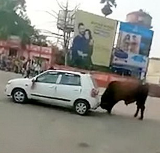 بالفيديو: شاهدوا ما فعله ثور ضخم هائج في سيارة في الهند! صورة رقم 1 بالفيديو: شاهدوا ما فعله ثور ضخم هائج في سيارة في الهند! صورة رقم 1
