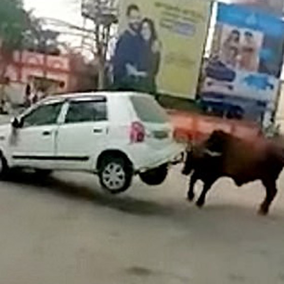 بالفيديو: شاهدوا ما فعله ثور ضخم هائج في سيارة في الهند! صورة رقم 2 بالفيديو: شاهدوا ما فعله ثور ضخم هائج في سيارة في الهند! صورة رقم 2