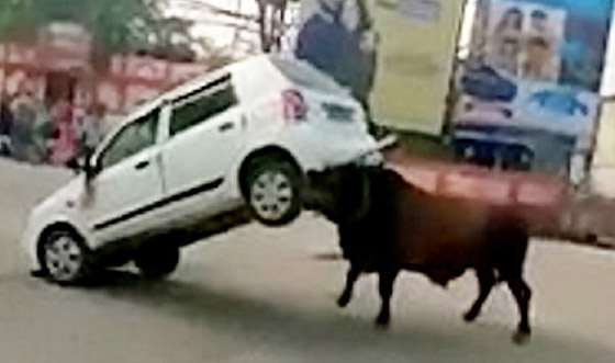 بالفيديو: شاهدوا ما فعله ثور ضخم هائج في سيارة في الهند! صورة رقم 3 بالفيديو: شاهدوا ما فعله ثور ضخم هائج في سيارة في الهند! صورة رقم 3