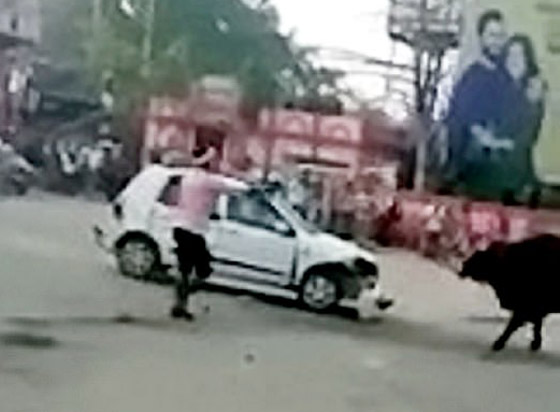بالفيديو: شاهدوا ما فعله ثور ضخم هائج في سيارة في الهند! صورة رقم 4 بالفيديو: شاهدوا ما فعله ثور ضخم هائج في سيارة في الهند! صورة رقم 4