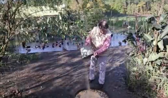 قضية غريبة.. سرب من البط يربح معركة قضائية ضد الإنسان! صورة رقم 4