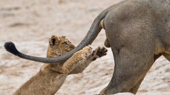 لقطات مدهشة في مسابقة كوميديا الحياة البرية للتصوير الفوتوغرافي 2019 صورة رقم 1