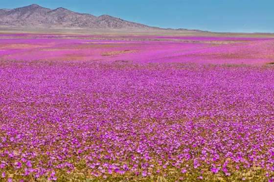 ظواهر عجيبة تحدث في أوقات محددة من السنة صورة رقم 11