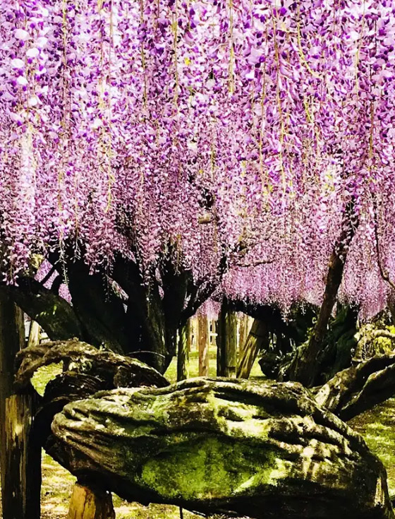 ظواهر عجيبة تحدث في أوقات محددة من السنة صورة رقم 4