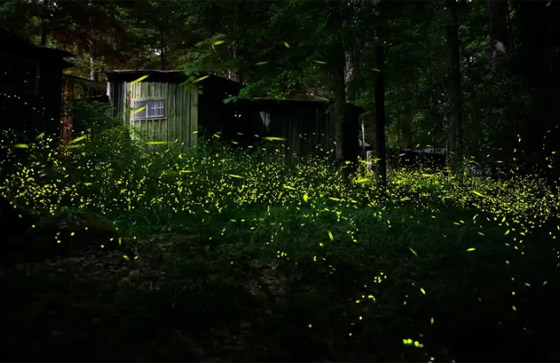 ظواهر عجيبة تحدث في أوقات محددة من السنة صورة رقم 5