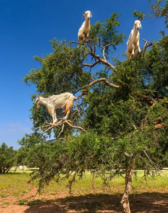 ظواهر عجيبة تحدث في أوقات محددة من السنة صورة رقم 6