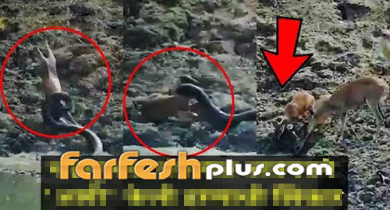 فيديو صادم.. ثعبان يقلد التماسيح ويفترس غزالا صورة رقم 1