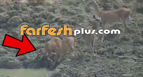 فيديو صادم.. ثعبان يقلد التماسيح ويفترس غزالا صورة رقم 2