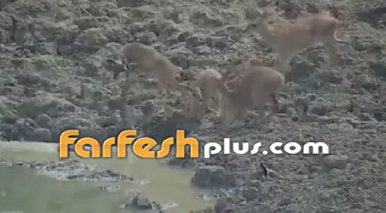فيديو صادم.. ثعبان يقلد التماسيح ويفترس غزالا صورة رقم 3