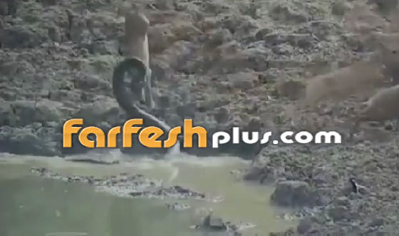 فيديو صادم.. ثعبان يقلد التماسيح ويفترس غزالا صورة رقم 4
