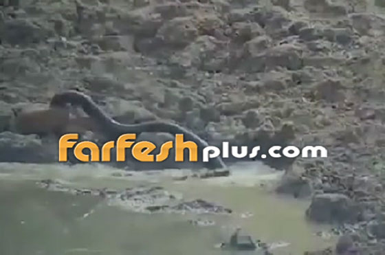 فيديو صادم.. ثعبان يقلد التماسيح ويفترس غزالا صورة رقم 5