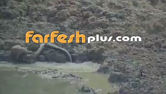 فيديو صادم.. ثعبان يقلد التماسيح ويفترس غزالا صورة رقم 6