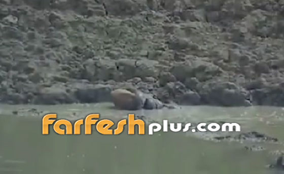 فيديو صادم.. ثعبان يقلد التماسيح ويفترس غزالا صورة رقم 7