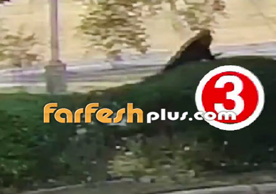 فيديو طريف.. لص غبي وأخرق يتعثر ويقع 3 مرات بعد سرقته البنك! صورة رقم 3