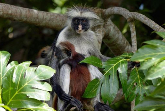 حيوانات وكائنات لن نراها مجددا وأخرى عادت إلى الحياة من جديد! صورة رقم 1