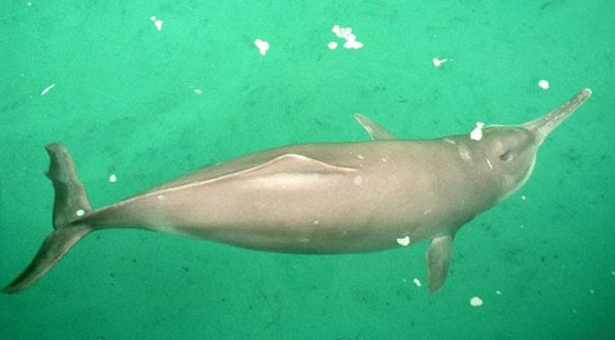 حيوانات وكائنات لن نراها مجددا وأخرى عادت إلى الحياة من جديد! صورة رقم 2