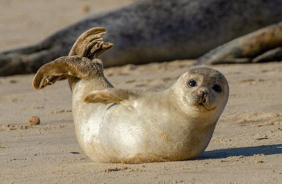 حيوانات وكائنات لن نراها مجددا وأخرى عادت إلى الحياة من جديد! صورة رقم 3