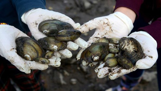 حيوانات وكائنات لن نراها مجددا وأخرى عادت إلى الحياة من جديد! صورة رقم 4