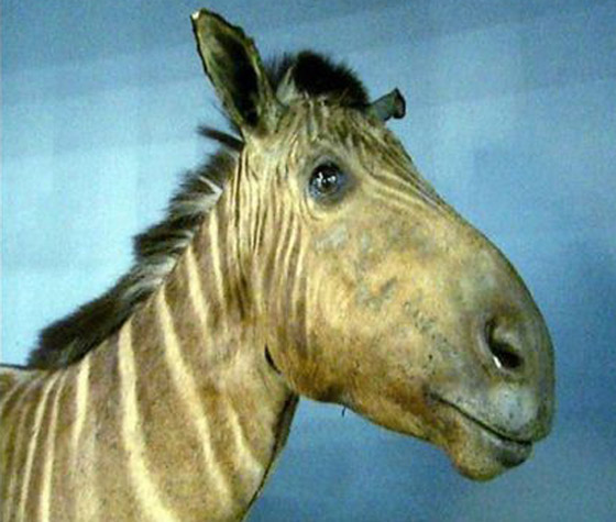 حيوانات وكائنات لن نراها مجددا وأخرى عادت إلى الحياة من جديد! صورة رقم 7