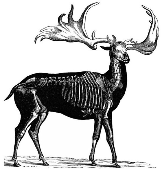 حيوانات وكائنات لن نراها مجددا وأخرى عادت إلى الحياة من جديد! صورة رقم 8