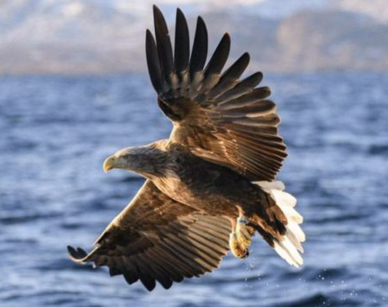 حيوانات وكائنات لن نراها مجددا وأخرى عادت إلى الحياة من جديد! صورة رقم 9