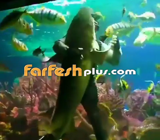 فيديو مدهش.. غواص يراقص سمكة قرش ضخمة في مشهد رومانسي مميز! صورة رقم 1