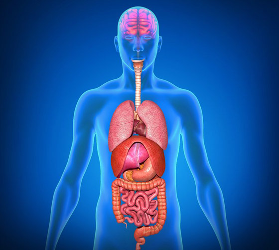 9 أطعمة تمنحك السعادة وتنظم 7 وظائف مهمة في الجسم صورة رقم 1