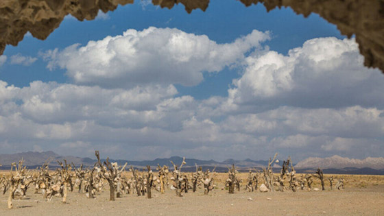 حديقة إيرانية مرعبة هي الأغرب بالعالم.. أحجار بدلا من الفاكهة! صور صورة رقم 1