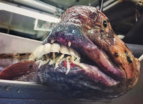 صور: أقبح وحوش المحيطات والكائنات البحرية يصطادها صياد روسي! صورة رقم 6