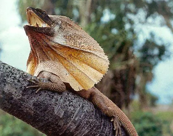 بالصور: إليكم أغرب المخلوقات التي اكتشفها الباحثون على مر التاريخ صورة رقم 1 بالصور: إليكم أغرب المخلوقات التي اكتشفها الباحثون على مر التاريخ صورة رقم 1