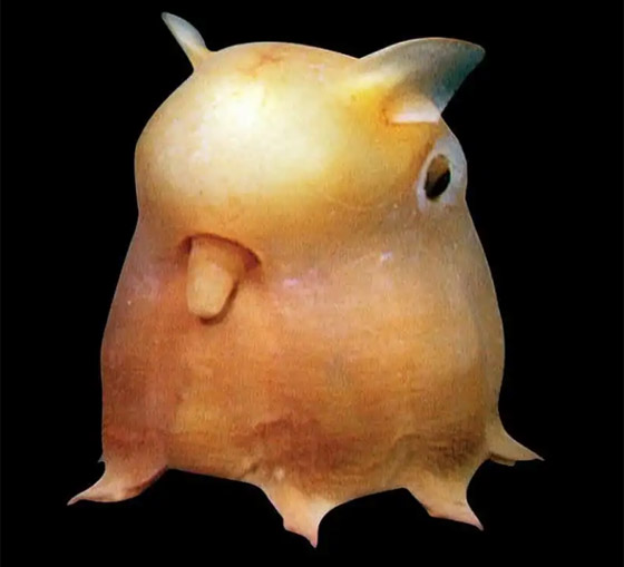 بالصور: إليكم أغرب المخلوقات التي اكتشفها الباحثون على مر التاريخ صورة رقم 2 بالصور: إليكم أغرب المخلوقات التي اكتشفها الباحثون على مر التاريخ صورة رقم 2