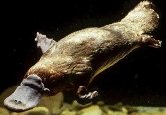 بالصور: إليكم أغرب المخلوقات التي اكتشفها الباحثون على مر التاريخ صورة رقم 5 بالصور: إليكم أغرب المخلوقات التي اكتشفها الباحثون على مر التاريخ صورة رقم 5