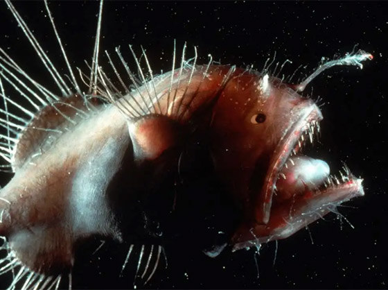 بالصور: إليكم أغرب المخلوقات التي اكتشفها الباحثون على مر التاريخ صورة رقم 6 بالصور: إليكم أغرب المخلوقات التي اكتشفها الباحثون على مر التاريخ صورة رقم 6